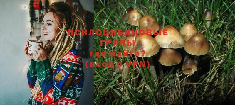 Псилоцибиновые грибы Psilocybine cubensis  Истра 